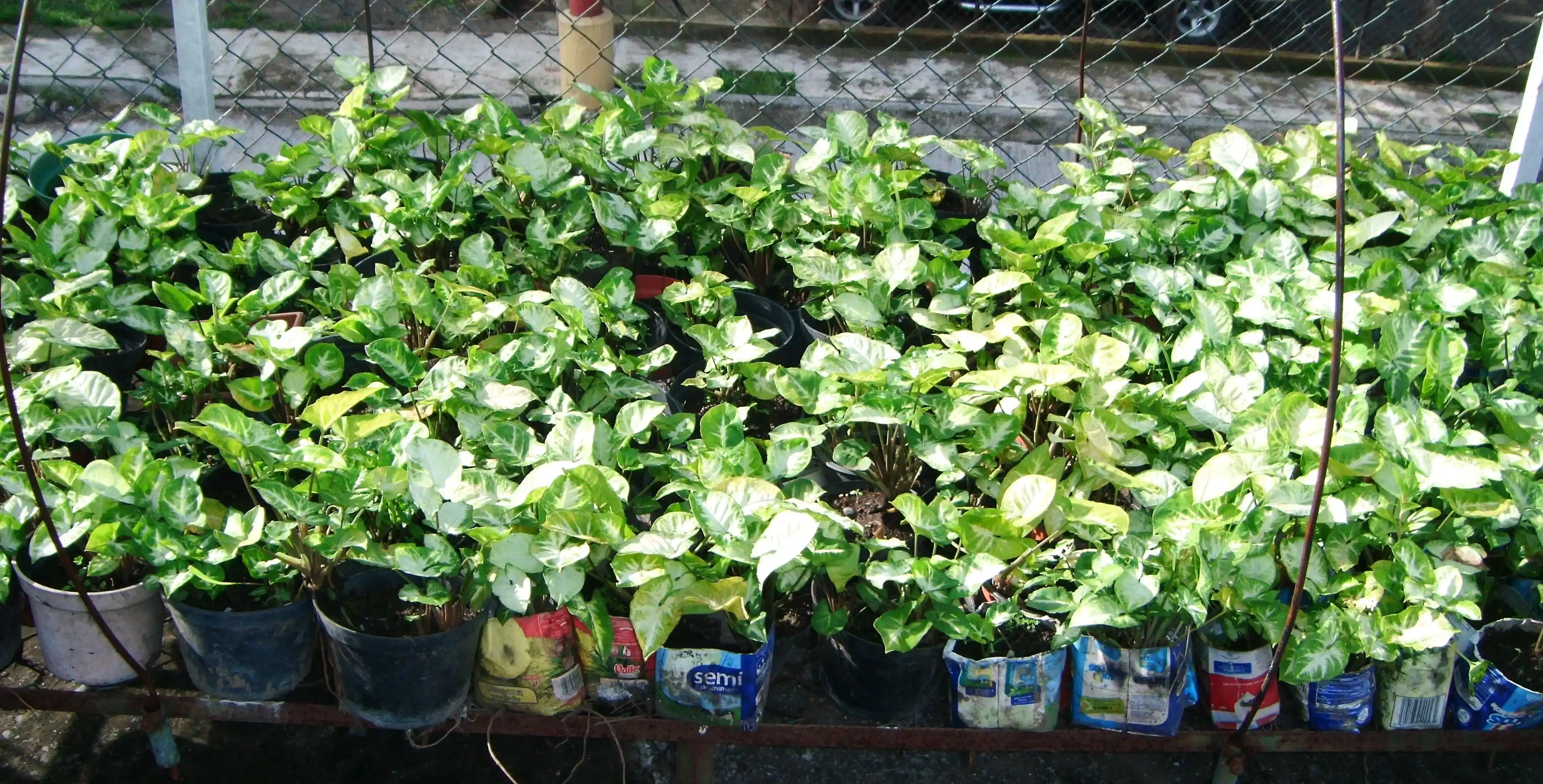 Azotea Verde 10